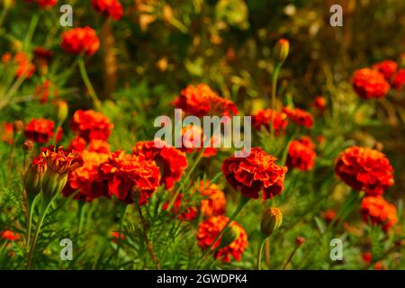 Fleurs orange Marigold au jardin en automne Banque D'Images