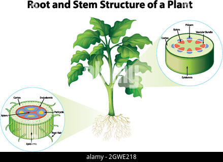 Schéma illustrant la structure de la racine et de la tige d'une plante Illustration de Vecteur