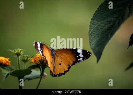 Motif orange sur une fleur Banque D'Images