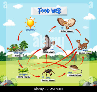 Concept de diagramme de la chaîne alimentaire sur fond de forêt Illustration de Vecteur