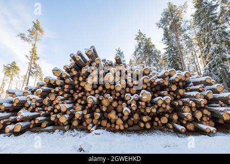 Vue d'hiver sur les bois de pin rares et le ciel bleu pâle avec fond de nuages blancs. Suède. Banque D'Images