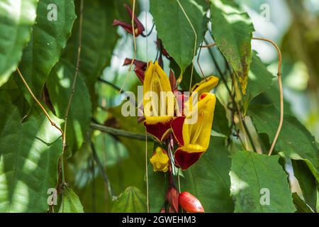 Gros plan sur les fleurs tropicales les plantes de la famille des Acanthaceae à tige ligneuse de la vigne de Mysore ou de la vigne de la chaussure de la femme. Suède. Banque D'Images