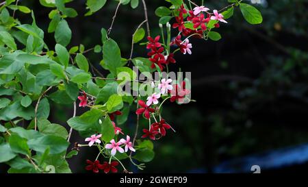 Belles fleurs rouges et fleur pinky c'est une belle nature Banque D'Images