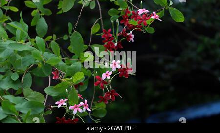 Belles fleurs rouges et fleur pinky c'est une belle nature Banque D'Images