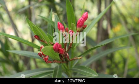 Ampoule de fleur rouge c'est beau naturel Banque D'Images