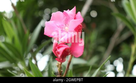 Ampoule de fleur rouge c'est beau naturel Banque D'Images