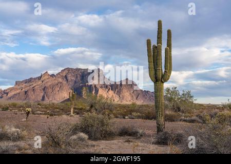 Saguaro Cactus, Carnegiea gigantea et les montagnes Kofa dans la réserve naturelle nationale de Kofa dans le désert de Sonoran en Arizona. Banque D'Images