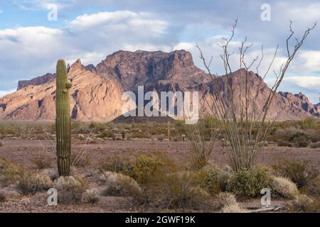 Ocotillo, Saguaro cactus et les montagnes Kofa dans la réserve naturelle nationale de Kofa dans le désert de Sonoran en Arizona. Banque D'Images
