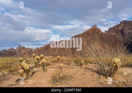 Ocotillo, Teddy Bear Cholla et les montagnes Kofa dans la réserve naturelle nationale de Kofa dans le désert de Sonoran en Arizona. Banque D'Images
