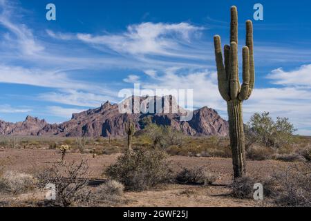 Saguaro Cactus, Carnegiea gigantea et les montagnes Kofa dans la réserve naturelle nationale de Kofa, près de Quartzsite, Arizona. Banque D'Images