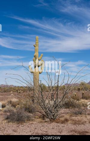 saguaro cactus, ocotillo et les montagnes Kofa dans la réserve naturelle nationale de Kofa, près de Quartzsite, Arizona. Banque D'Images