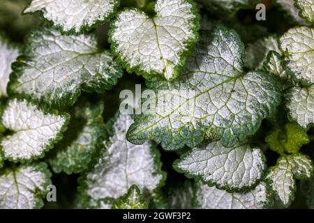 Brunnera macrophylla 'Jack Frost' feuilles Banque D'Images