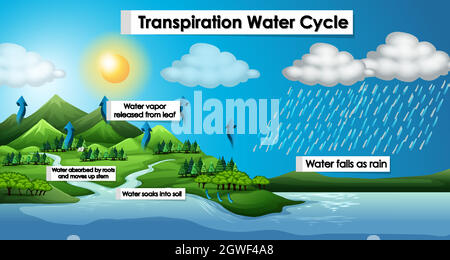 Schéma montrant le cycle de transpiration de l'eau Illustration de Vecteur