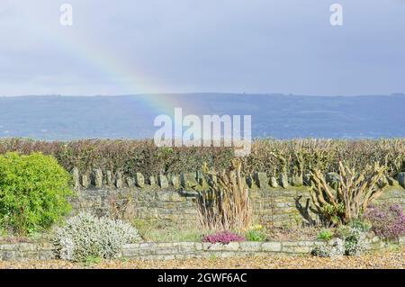 Plantes et fleurs dans un jardin résidentiel, Somerset, Angleterre Banque D'Images