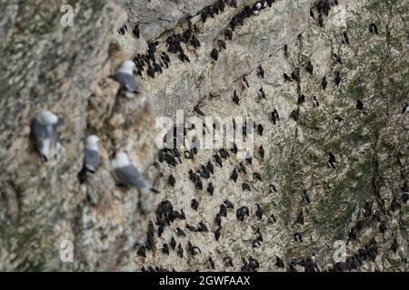 guillemot commun (Uria aalge), RSPB Bempton Cliffs, Yorkshire, Royaume-Uni Banque D'Images