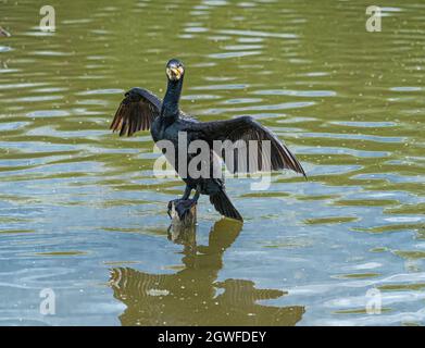 Unique Portalit Noir Gannet mer d'eau oiseau percé au milieu du lac d'eau sur poteau en bois avec ailes en forme de croix et plein refelecion dedans Banque D'Images