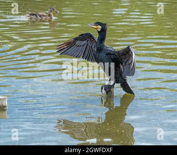 Unique Portalit Noir Gannet mer d'eau oiseau percé au milieu du lac d'eau sur poteau en bois avec ailes en forme de croix et plein refelecion dedans Banque D'Images