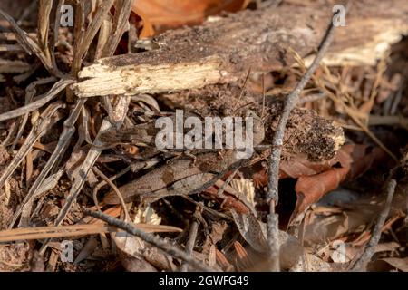 Deux sauterelles brunes assises l'une sur l'autre, bien camouflés devant des aiguilles de pin brun sur le plancher de la forêt Banque D'Images