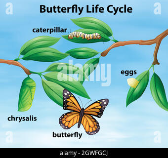 Diagramme du cycle de vie du papillon Illustration de Vecteur