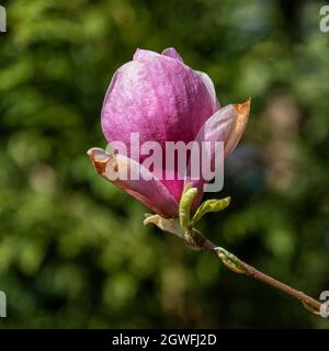 Magnolia Soulangeana fleur de Bourgogne, famille: Magnoliaceae. Banque D'Images