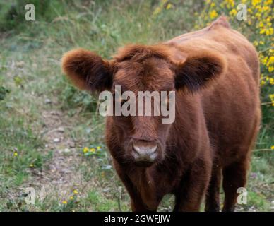 Vache moelleuse avec de grandes oreilles gros plan vue de bas niveau montrant les oreilles yeux nez et tête mignon bon look au Royaume-Uni Banque D'Images