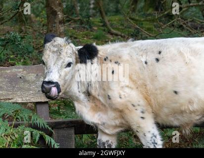 Vache moelleuse avec de grandes oreilles gros plan vue de bas niveau montrant les oreilles yeux nez et tête mignon bon look au Royaume-Uni Banque D'Images