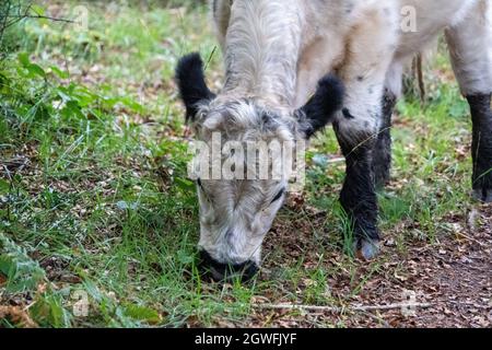 Vache moelleuse avec de grandes oreilles gros plan vue de bas niveau montrant les oreilles yeux nez et tête mignon bon look au Royaume-Uni Banque D'Images