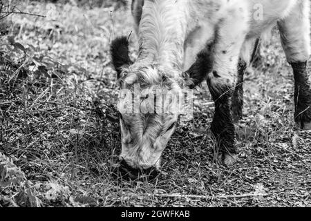 Vache moelleuse avec de grandes oreilles gros plan vue de bas niveau montrant les oreilles yeux nez et tête mignon bon look au Royaume-Uni Banque D'Images