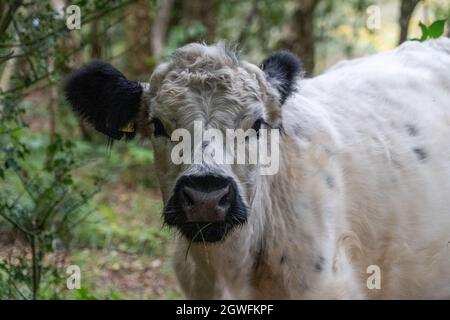 Vache moelleuse avec de grandes oreilles gros plan vue de bas niveau montrant les oreilles yeux nez et tête mignon bon look au Royaume-Uni Banque D'Images