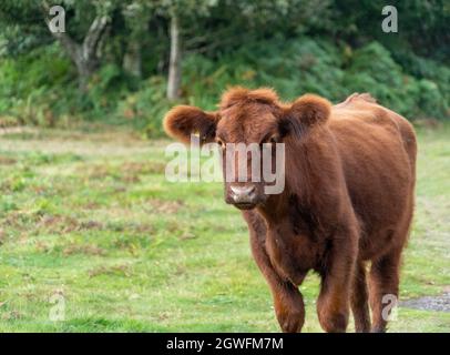 Vache moelleuse avec de grandes oreilles gros plan vue de bas niveau montrant les oreilles yeux nez et tête mignon bon look au Royaume-Uni Banque D'Images
