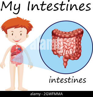 Schéma montrant les intestins chez l'homme Illustration de Vecteur