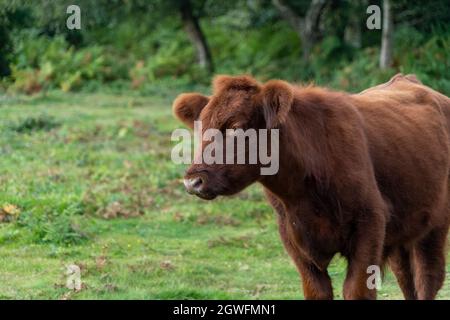 Vache moelleuse avec de grandes oreilles gros plan vue de bas niveau montrant les oreilles yeux nez et tête mignon bon look au Royaume-Uni Banque D'Images