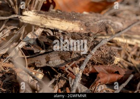 Deux sauterelles brunes assises l'une sur l'autre, bien camouflés devant des aiguilles de pin brun sur le plancher de la forêt Banque D'Images