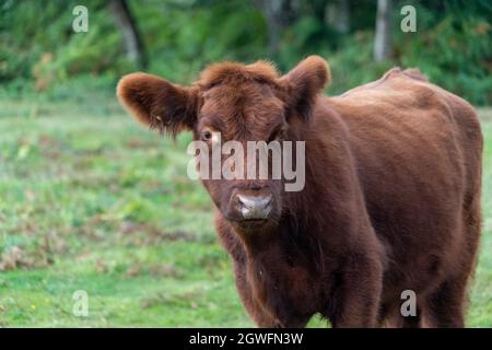 Vache moelleuse avec de grandes oreilles gros plan vue de bas niveau montrant les oreilles yeux nez et tête mignon bon look au Royaume-Uni Banque D'Images