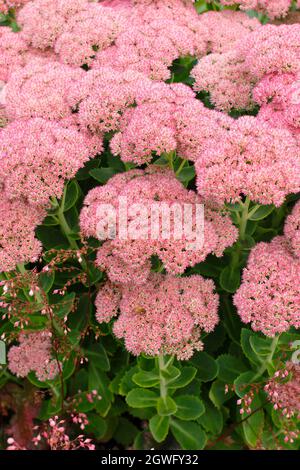 Sedum Autumn Joy stonecrop (Herbstfreude) floraison en septembre. ROYAUME-UNI Banque D'Images