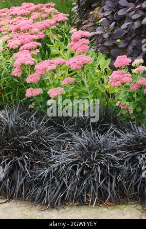 Herbe de mondo noire, sédum et buisson de fumée. Ophiopogon planiscapus nigrescens, Sedum Autumn Joy et Cotinus coggygria Royal Purple bordent un chemin de jardin. Banque D'Images