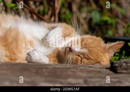 Grand Ginger et blanc arraché Tabby mâle Tom Cat endormi au soleil dormant Banque D'Images