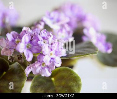 Résumé d'un violet africain.Deux tons de violet doux et de blanc avec des pétales à bords rouillés.Mise au point extrême sélective avec arrière-plan flou. Banque D'Images