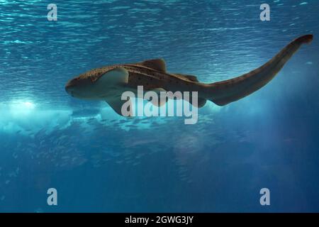 Requin léopard zébré sous l'eau gros plan portrait natation Banque D'Images