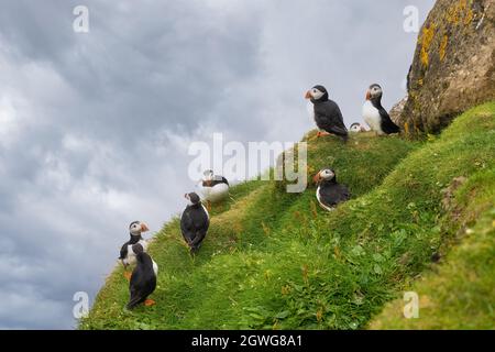 D'immenses colonies de puffins de l'Atlantique se reproduisent sur les falaises de l'île Mykines, dans les îles Féroé Banque D'Images