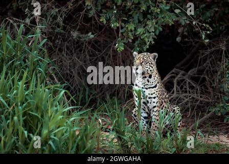 Gros plan d'une Jaguar sur une rive de rivière dans un habitat naturel, Pantanal, Brésil. Banque D'Images