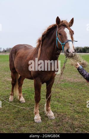 Cheval brun à tirage avec une tache blanche sur la tête paître dans la prairie Banque D'Images