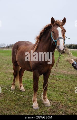 Cheval brun à tirage avec une tache blanche sur la tête paître dans la prairie Banque D'Images