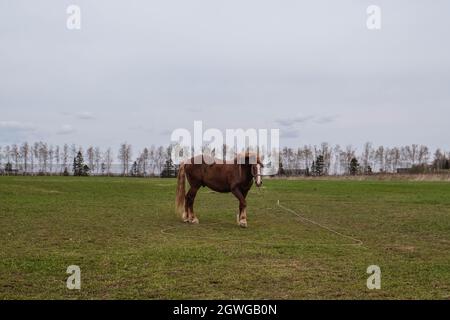 Cheval brun à tirage avec une tache blanche sur la tête avec des queues de porc paître dans la prairie Banque D'Images