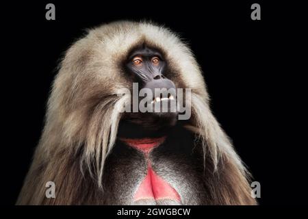 Portrait du singe Gelada mâle (Theropithecus gelada) sur fond sombre, montagnes Simien, Ethiopie. Banque D'Images