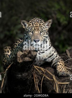 Gros plan d'une Jaguar sur une rive de rivière dans un habitat naturel, Pantanal, Brésil. Banque D'Images