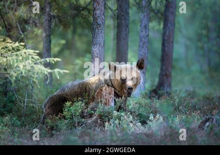 Gros plan de l'ours brun eurasien (Ursus arctos arctos) dans une forêt brumeuse en Finlande. Mammifères eurasiens dans la nature. Banque D'Images