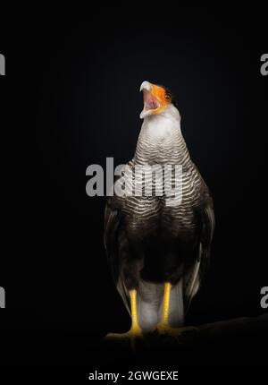 Gros plan d'un caracara à crête du Sud, appelant contre fond noir, Pantanal, Brésil. Banque D'Images