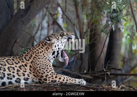 Gros plan d'une Jaguar de bâiller, Pantanal, Brésil. Banque D'Images