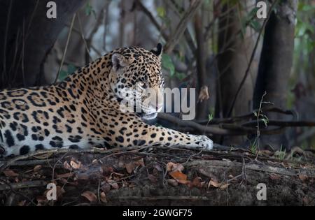 Gros plan d'une Jaguar située sur des racines d'arbres sur une rive de rivière, Pantanal, Brésil. Banque D'Images